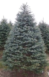 Blue Spruce (Picea pungens)